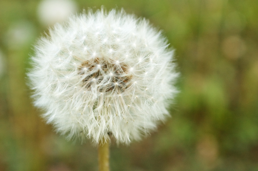 Dandelion - Before
